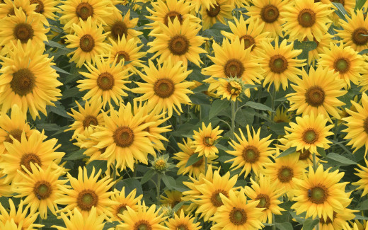 483933 (a): :1920x1200